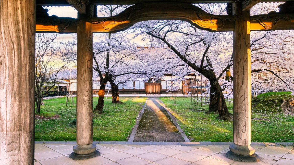 おはようございます。遅くなりましたが桜の写真をポストします。夕日が格子から差し込み、参道の上に轍になるのが綺麗で写真をとりました。撮影している間私の他に見にきている人がいませんでした。この光景を一人で楽しむことが出来ました。