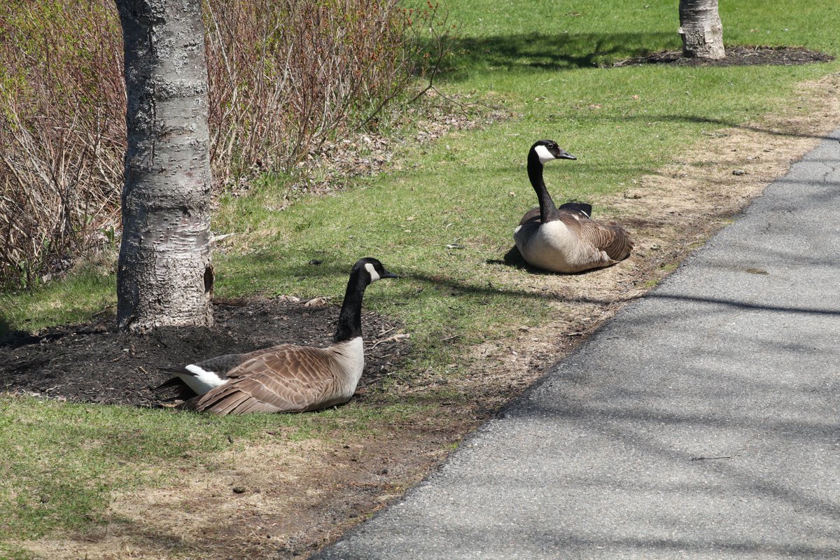 a few photos from our walk at the park the other day, saw a few of the babies!  adorable!