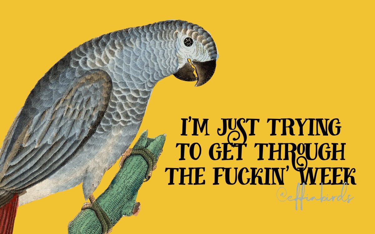 EffinBirds's tweet image. 
