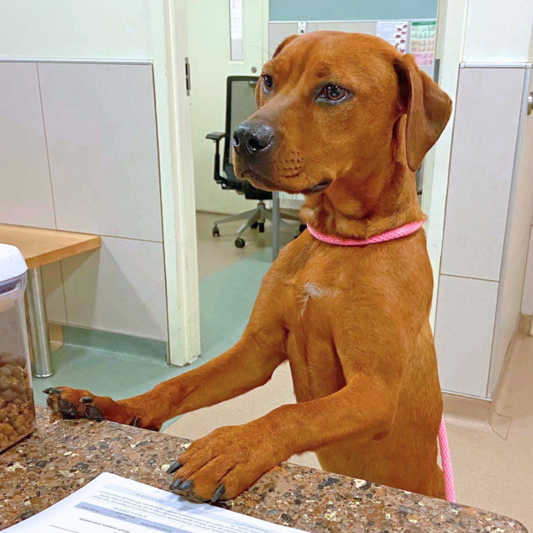 Anti-Cruelty (@anticruelty) on Twitter photo Quick question for our loyal friends! Weʼre surveying supporters like you, and weʼd love to see your answer in the comments. What role should Anti-Cruelty play in our community?
Be a hero for animals: bit.ly/44bf0Tw Quick question for our loyal friends! Weʼre surveying supporters like you, and weʼd love to see your answer in the comments. What role should Anti-Cruelty play in our community?
Be a hero for animals: bit.ly/44bf0Tw