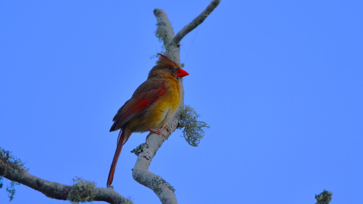I saw a really vibrant female Northern Cardinal recently at a #nature preserve west of #OrlandoFL. Part of the vibrancy may have been the morning light being at a nice angle vis a vis the perch she picked. #birds #BirdsSeenIn2025 #ThePhotoHour #NaturePhotography #NatureBeauty