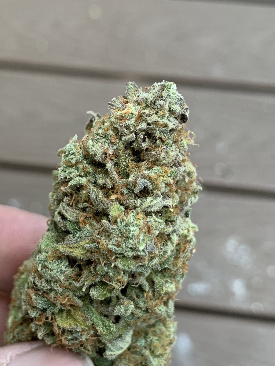 Ohio Grows Organic (@growsohio) on Twitter photo Just some basic autoflower nugs I grew organically…. This is the final boss by <a href="/Speedrunseeds/">SpeedRunSeeds</a> …. Let’s grow baby!!!! Just some basic autoflower nugs I grew organically…. This is the final boss by <a href="/Speedrunseeds/">SpeedRunSeeds</a> …. Let’s grow baby!!!!