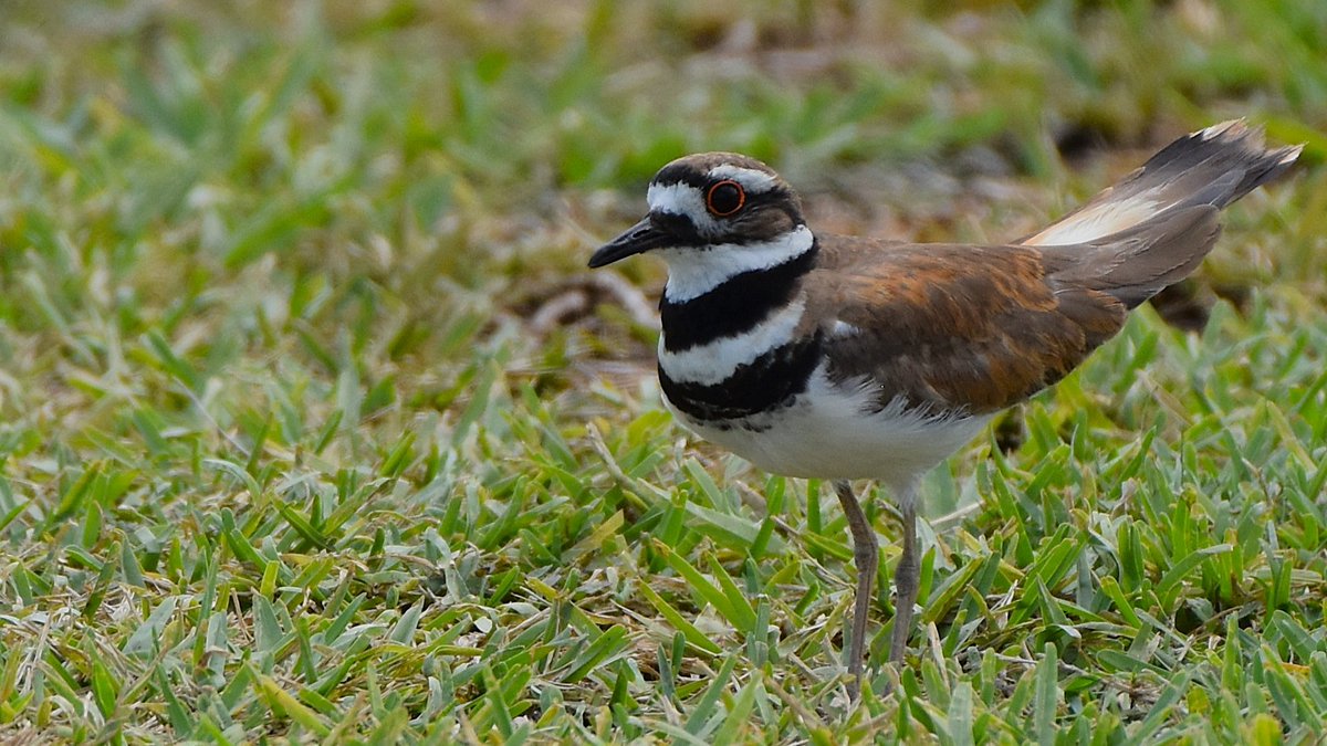 A cute Killdeer was skittering about a lakeside park west of #OrlandoFL recently. While thought of as shore #birds, seems like I see them more often like this, foraging grassy areas for bugs etc. #ThePhotoHour #nature #NaturePhotography #birdphotography #BirdsSeenIn2025