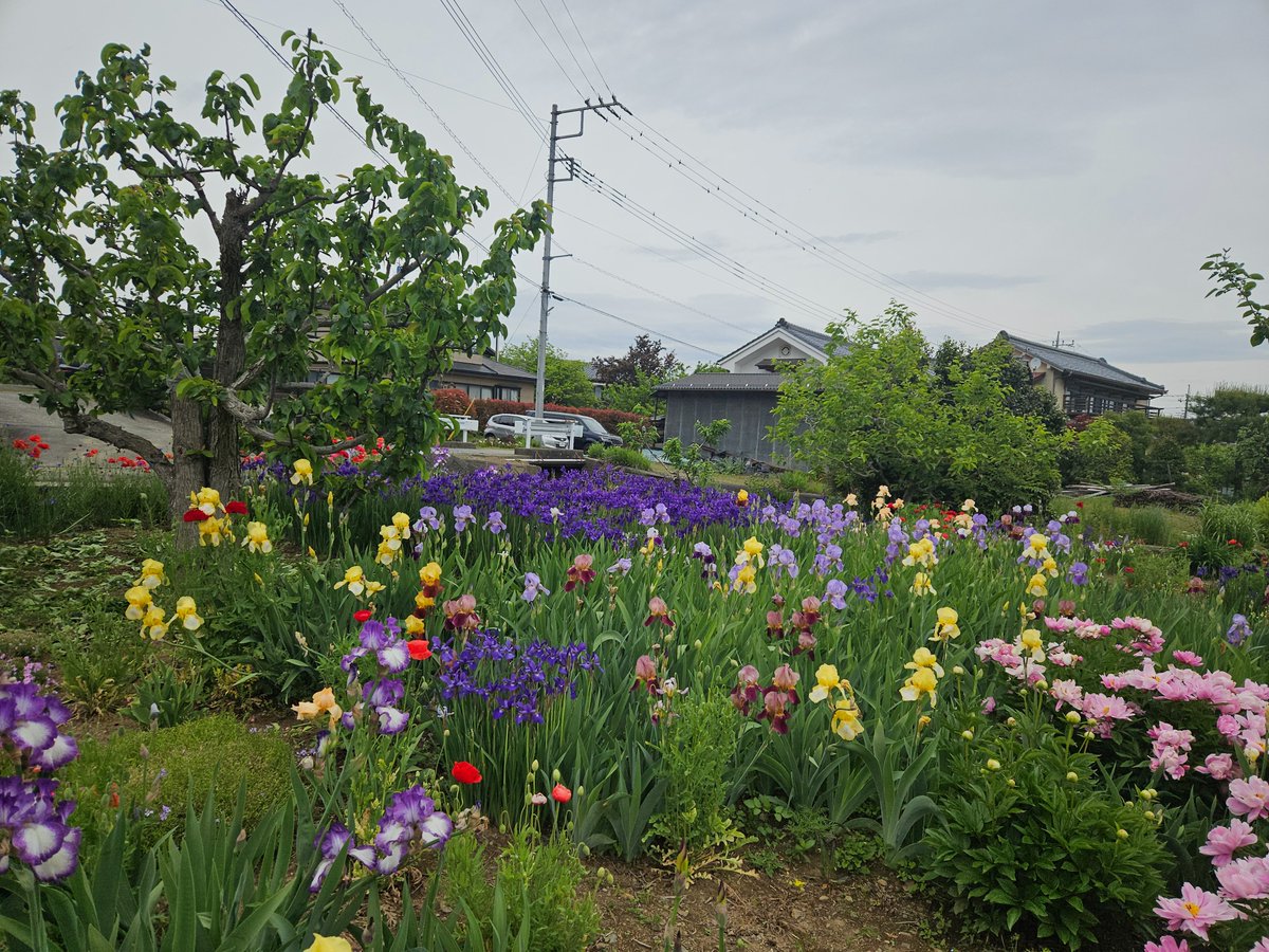ボランティア仲間の花畑が凄かった❕🎶🎵

庭も綺麗にしているが、花畑に
ビックリ‼️🙂

佐々木朗希がIL入り‼️😭
ゆっくり治して❗

本日は山本由伸が先発❗
大谷翔平の援護弾を期待‼️🙂
11時10分開始