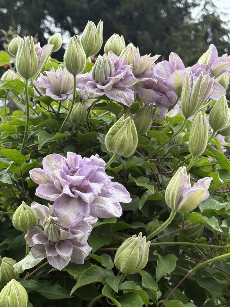 Spring is spring. Clematis opening up in my backyard.