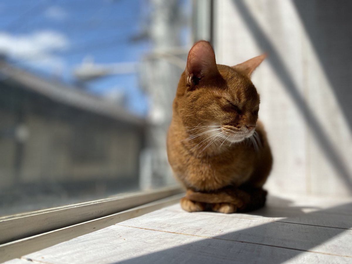 窓際のチーちゃん