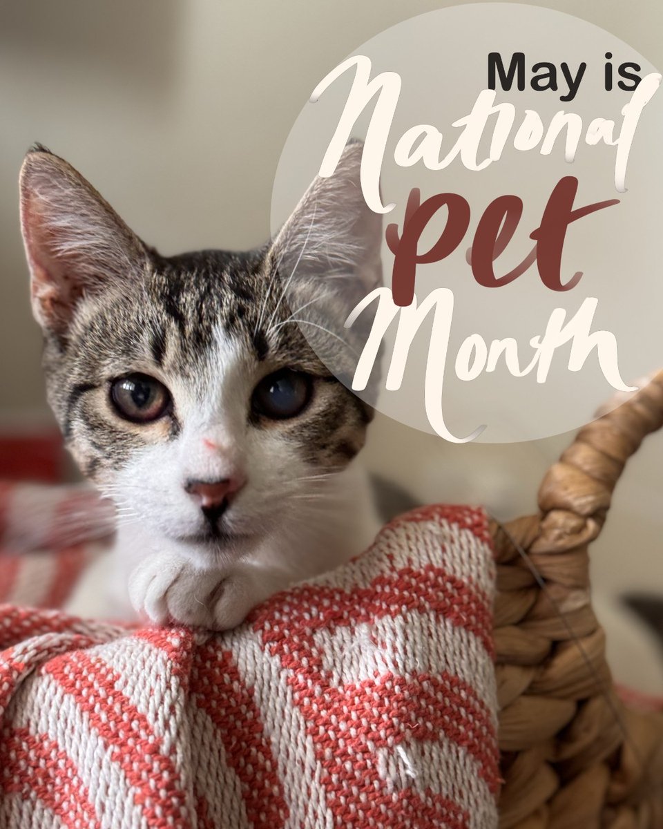 Don't forget your furry/feathered/scaled/and other friends when you're making your plans!