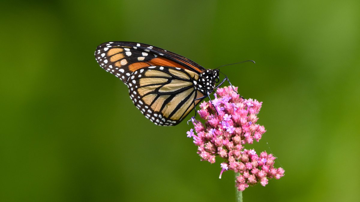 At a botanical garden south of #Orlando recently, a Monarch sampled nectar from various #Florida #wildflowers but unsurprisingly lingered mostly around their favored milkweed (swamp milkweed shown). #nature #ThePhotoHour #NaturePhotography #NatureBeauty #TitliTuesday #Butterfly