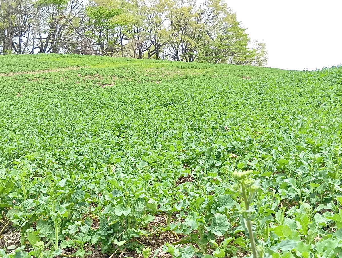 三ノ倉高原より、陽当たりの良い菜の花は咲き始めましたが全体的に咲き始めは２０日前後かな?　全体的に薹立ちが低くまばらな感じ?　もう少し　
#三ノ倉スキー場
#三ノ倉高原花畑
#三ノ倉菜の花
#喜多方市