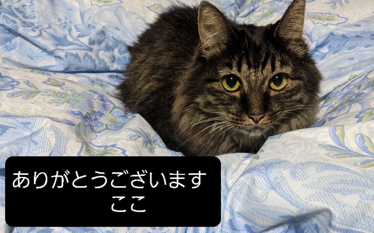 hidecorori's tweet photo. お知らせです。岐阜県にお住まいのS,M様、そしてお母様のI,S様より
御支援金のお振込みを頂きました。
何度も繰り返し御支援を賜り恐縮です。大切に使わせて頂きます。ありがとうございましたm(_ _)m https://t.co/VrqX4bRdAr