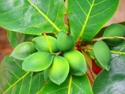 En La Ceiba, a la orilla del mar hay montón de palos de almendra. Mucha gente se alimenta con eso ahí. <a href="/luislarahn/">Luis Lara</a> <a href="/ca_acosta/">Carlos Andrés Acosta</a> <a href="/fervarelahn/">Fer Varela</a>  #lhtfm