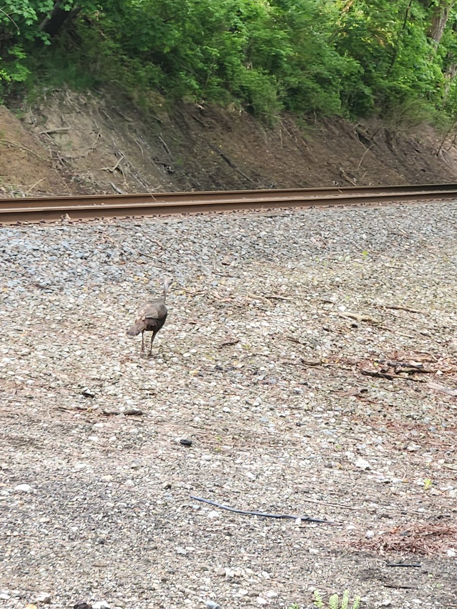 BrianKelly440's tweet photo. This turkey strutted up to the railroad tracks like it was auditioning for Fast &amp; the Featherious: Poultry Drift. It's out here solving one of life’s greatest mysteries: why did the turkey cross the tracks? Clearly not for brains. https://t.co/Eq8NNJtmEX