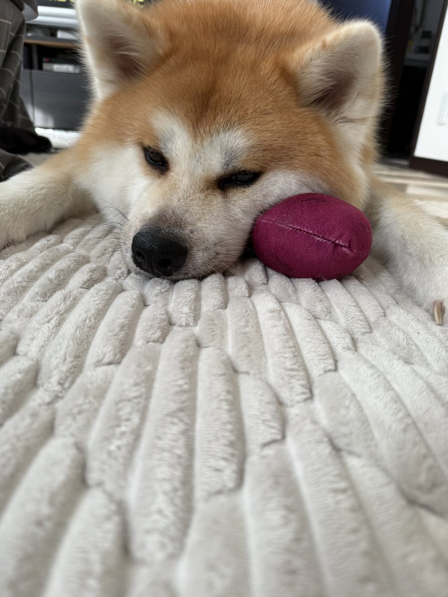 asamiut's tweet photo. #無言で秋田犬をあげる見た人もやる https://t.co/RWLB5eTc9M