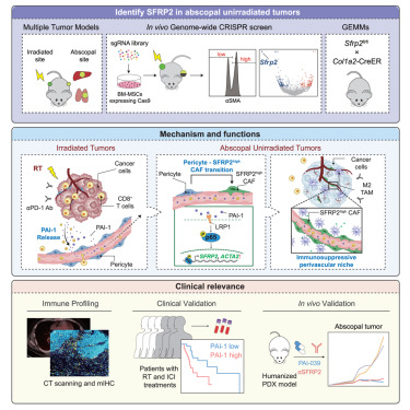 Cancer Cell (@cancer_cell) on Twitter photo PAI-1-driven SFRP2high cancer-associated fibroblasts hijack the abscopal effect of radioimmunotherapy dlvr.it/TKmcY4 PAI-1-driven SFRP2high cancer-associated fibroblasts hijack the abscopal effect of radioimmunotherapy dlvr.it/TKmcY4