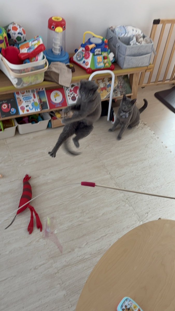 ちみ・みみ (@chimi_mimi) on Twitter photo 