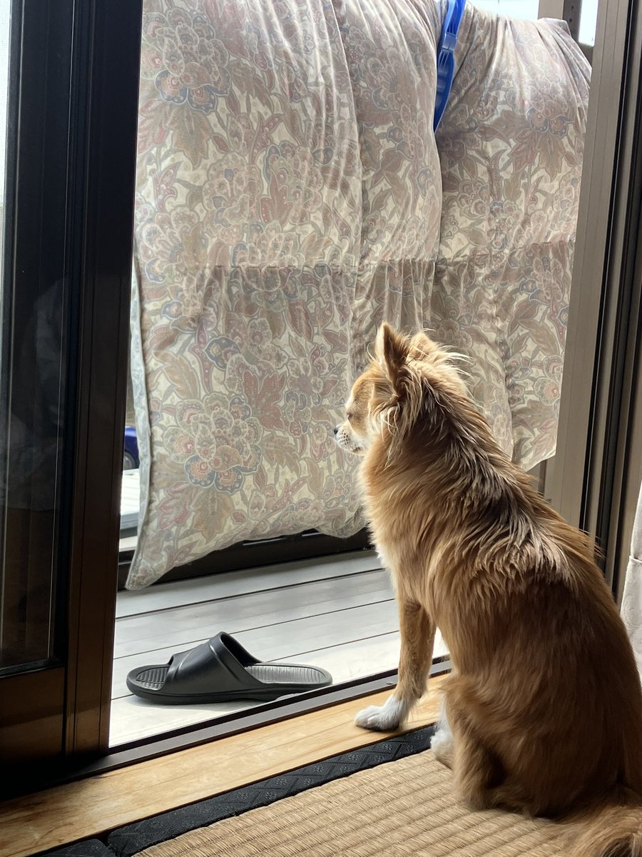 布団干していると外が見えないと無言のアピール