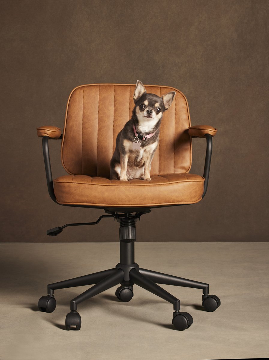 We heard it's International Chihuahua Appreciation Day, so here's some Betty for your feed ❤️🐾 #WillTrent