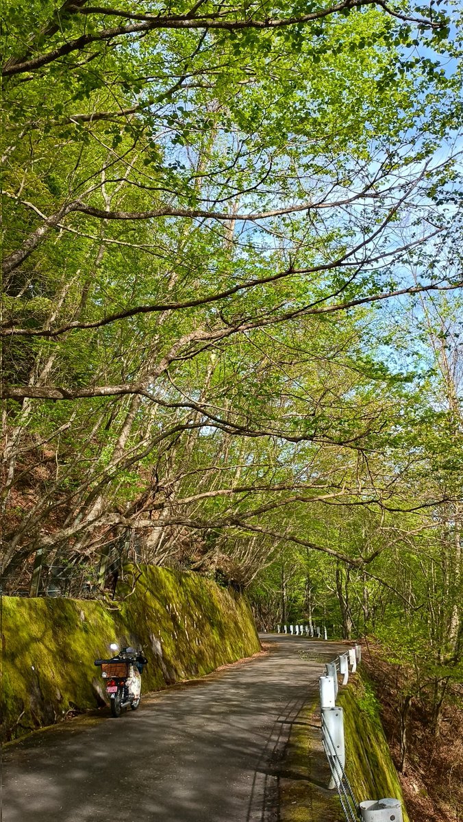 11日の湯之奥猪之頭線
#とびきりのグリーンを魅せて下さい