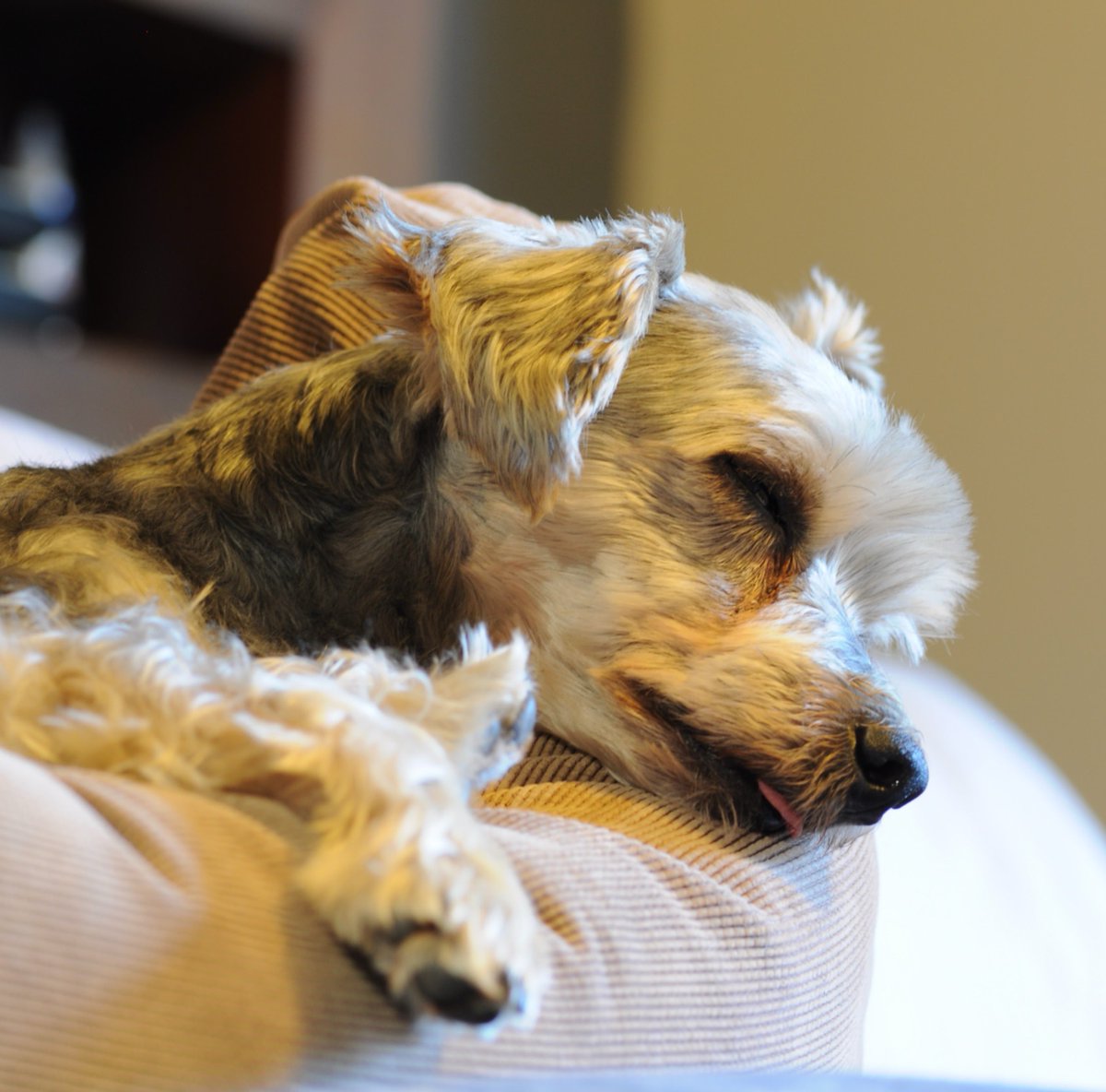 netconstructor's tweet image. I have a whole new level of respect for anyone who has a loved one who experiences a seizure. There’s nothing you can do other than hold them, pet them, talk softly and… just… wait.

Goodbye Taz - (2008-2025)