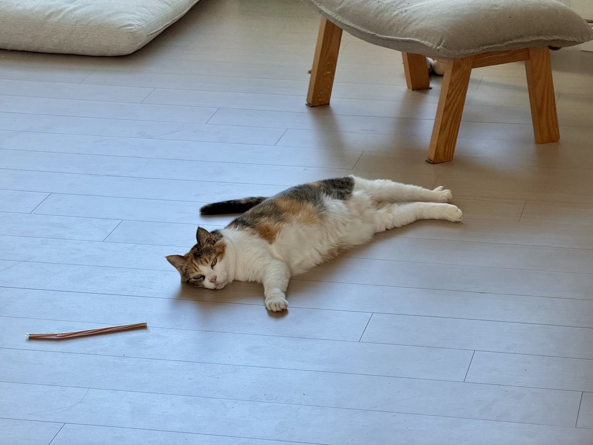 zingzing_cat's tweet photo. 좋은 자리 냅두고 왜 바닥에 널부러져 있어 https://t.co/Mtj1J3IUmp