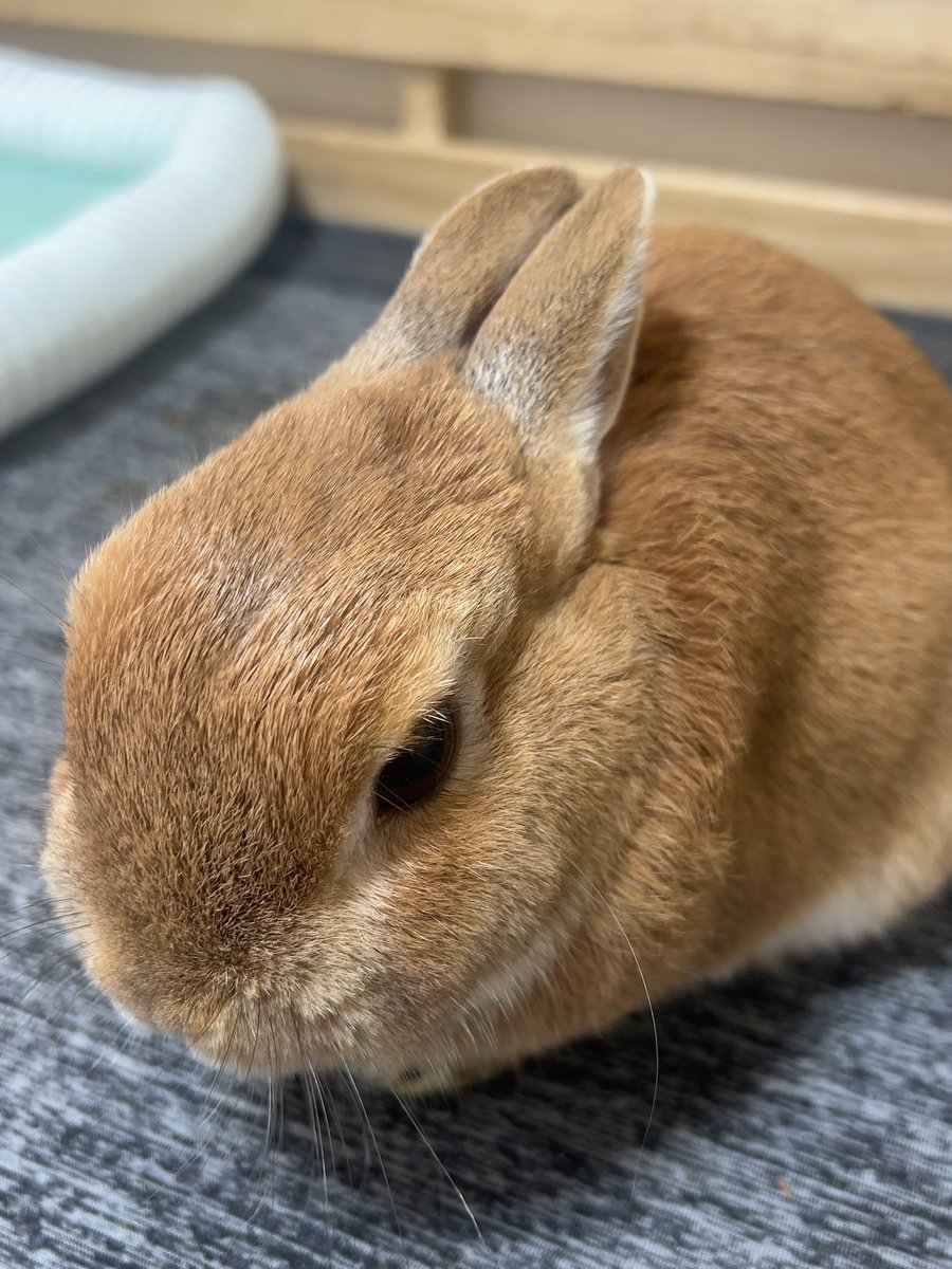 🐰眠気と必死に闘うウサ