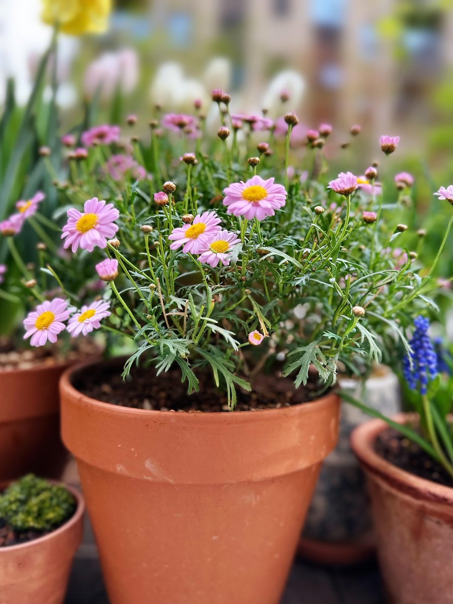 小さな庭は密かに日に日に美しくなってきています🌼🌿
花を植える喜びは隠しきれない🥰