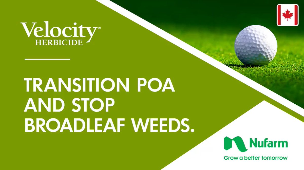 Transition #poa with Velocity SP herbicide. It is the only post-emergent broadleaf weed solution that selectively reduces annual bluegrass. Learn more bit.ly/3S1msty