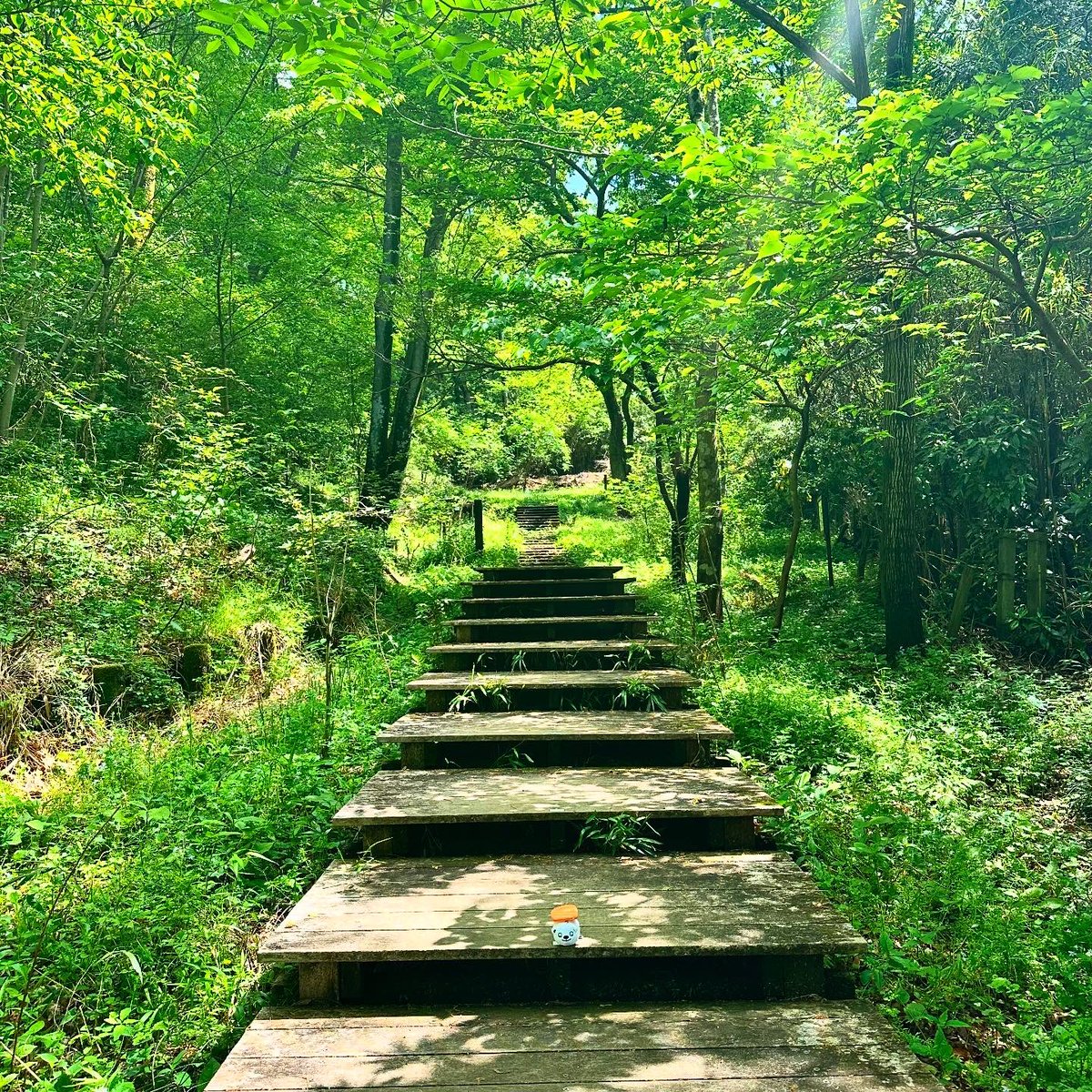 いまの季節は、木漏れ日の中を歩くと気持ち良いですね。
風も爽やかで、強い日差しも葉っぱの屋根に柔らかい陽になって心地よく感じます。
#木漏れ日 #お散歩 #スシズー #スシメー #sushizoo #susheep #ぬい撮り #ぬいぐるみ