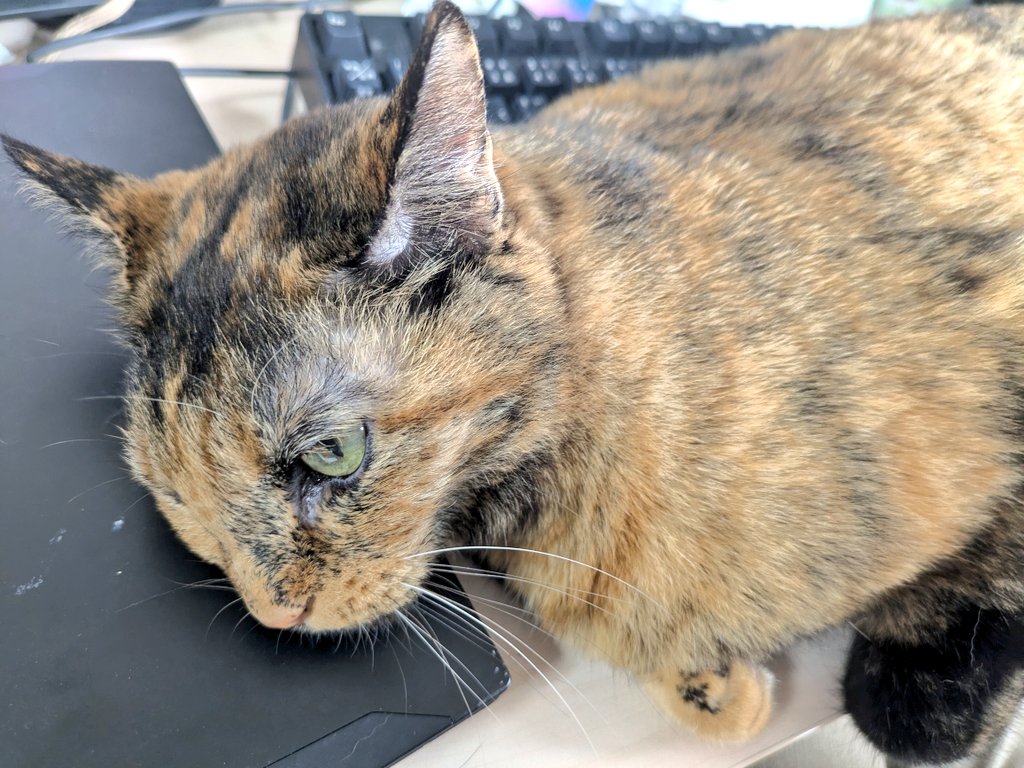 コブたぬキツねこ hqdefault.jpg