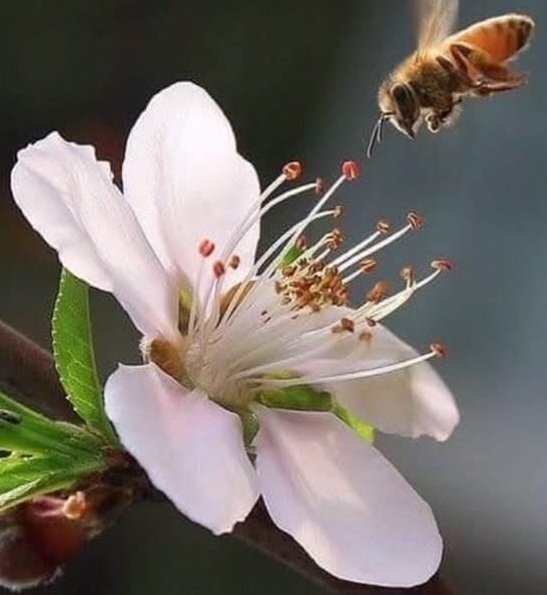 .
Sodire xer / Günaydın...