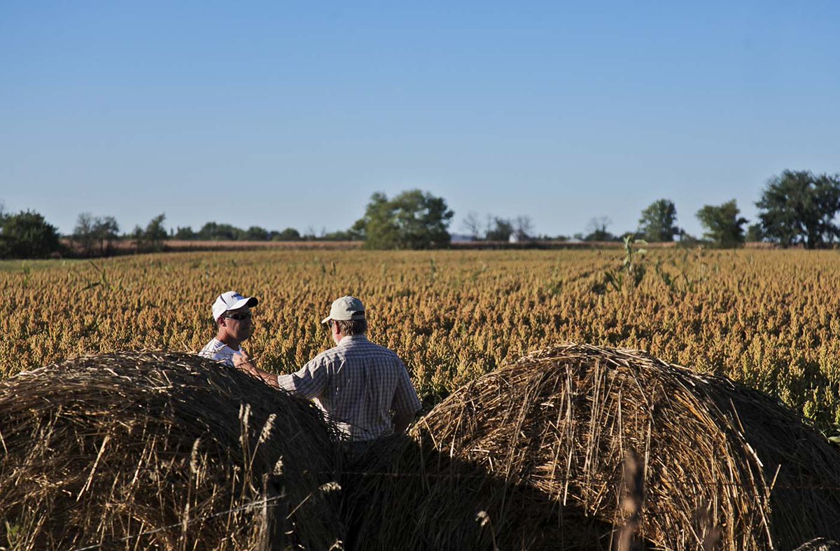 AgFunder (@agfunder) on Twitter photo 🌱@Farmers_Edge and <a href="/SorghumGrowers/">National Sorghum Producers</a> have teamed up to digitise the process of carbon intensity scoring in sorghum production, removing friction from sustainability reporting & helping to crack one of agriculture’s biggest barriers to progress...
agfundernews.com/how-farmers-ed… 🌱@Farmers_Edge and <a href="/SorghumGrowers/">National Sorghum Producers</a> have teamed up to digitise the process of carbon intensity scoring in sorghum production, removing friction from sustainability reporting & helping to crack one of agriculture’s biggest barriers to progress...
agfundernews.com/how-farmers-ed…