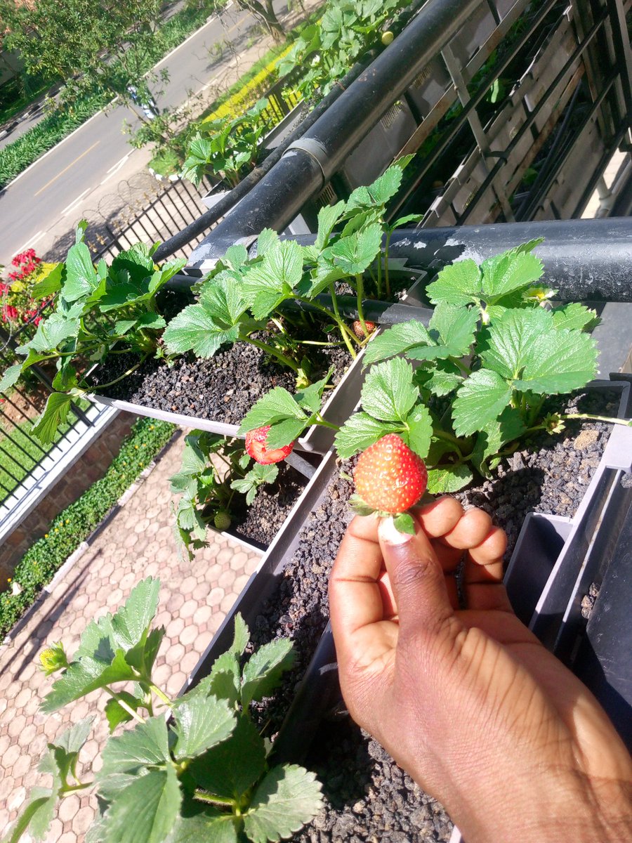 IbyiwacuGroup's tweet image. Urubyiruko rwo Mukarere ka @Nyarugenge mu mirenge igize Ako karere , Bahuguwe mubyiciro bibiri birimo 1.Gushaka akazi 2.Gukora no gutegura imishinga 
3.Ikoranabuhanga 
4.Ubukorikori
5.Ubuhinzi bubungabunga ibidukikije.
Abahuguwe bazahabwa certificate muri #JoBNet @CityofKigali