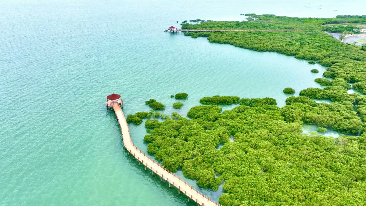 CulturalLingnan's tweet image. Lingnan: Beauty Beyond Borders | Just 20 minutes by boat from #Zhanjiang lies #Techeng Island–a timeless haven where #mangrove forests embrace turquoise waters and golden #sands. Leave urban bustle behind and immerse yourself in the island&apos;s coastal #rhythm, where days melt into…