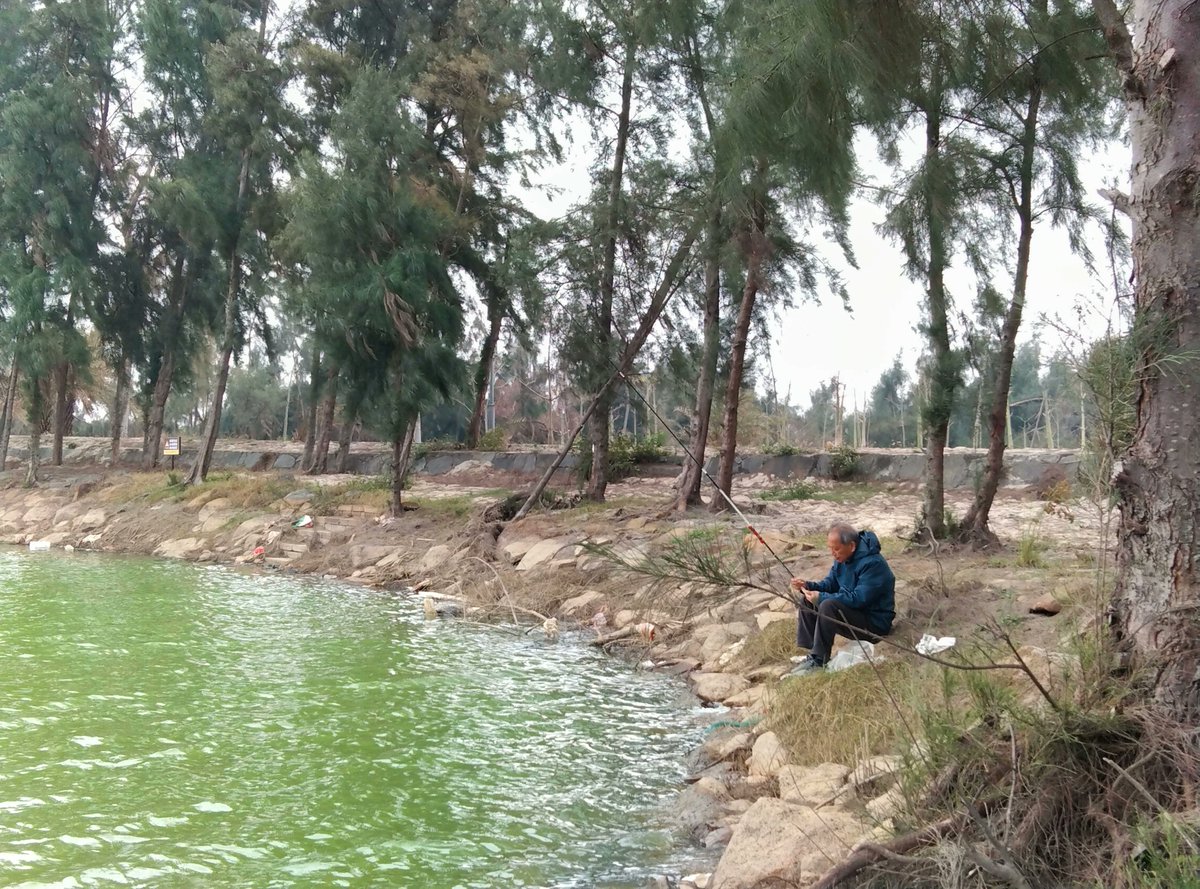 CulturalLingnan's tweet image. Lingnan: Beauty Beyond Borders | Just 20 minutes by boat from #Zhanjiang lies #Techeng Island–a timeless haven where #mangrove forests embrace turquoise waters and golden #sands. Leave urban bustle behind and immerse yourself in the island&apos;s coastal #rhythm, where days melt into…