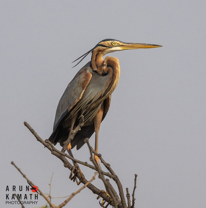The Purple Heron on top of a tall tree with a lookout pose. It was cloudy and windy and plumage looked good with its two feathers on the head swaying. 

#indiaves #birds #BirdsOfTwitter #ThePhotoHour #natgeo #canon