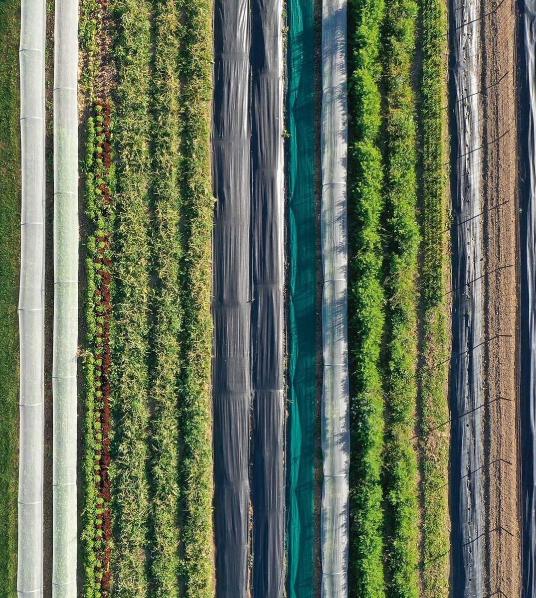🚨 NZ Food Safety wants to raise glyphosate limits in wheat, oats, barley &amp; peas — up to 100x higher.

This herbicide is “probably carcinogenic” &amp; linked to gut issues, yet they want more of it in our kai? Nah.

✊ Submit now: oanz.org/new-blog/say-n…

#glyphosate #mangaroafarms