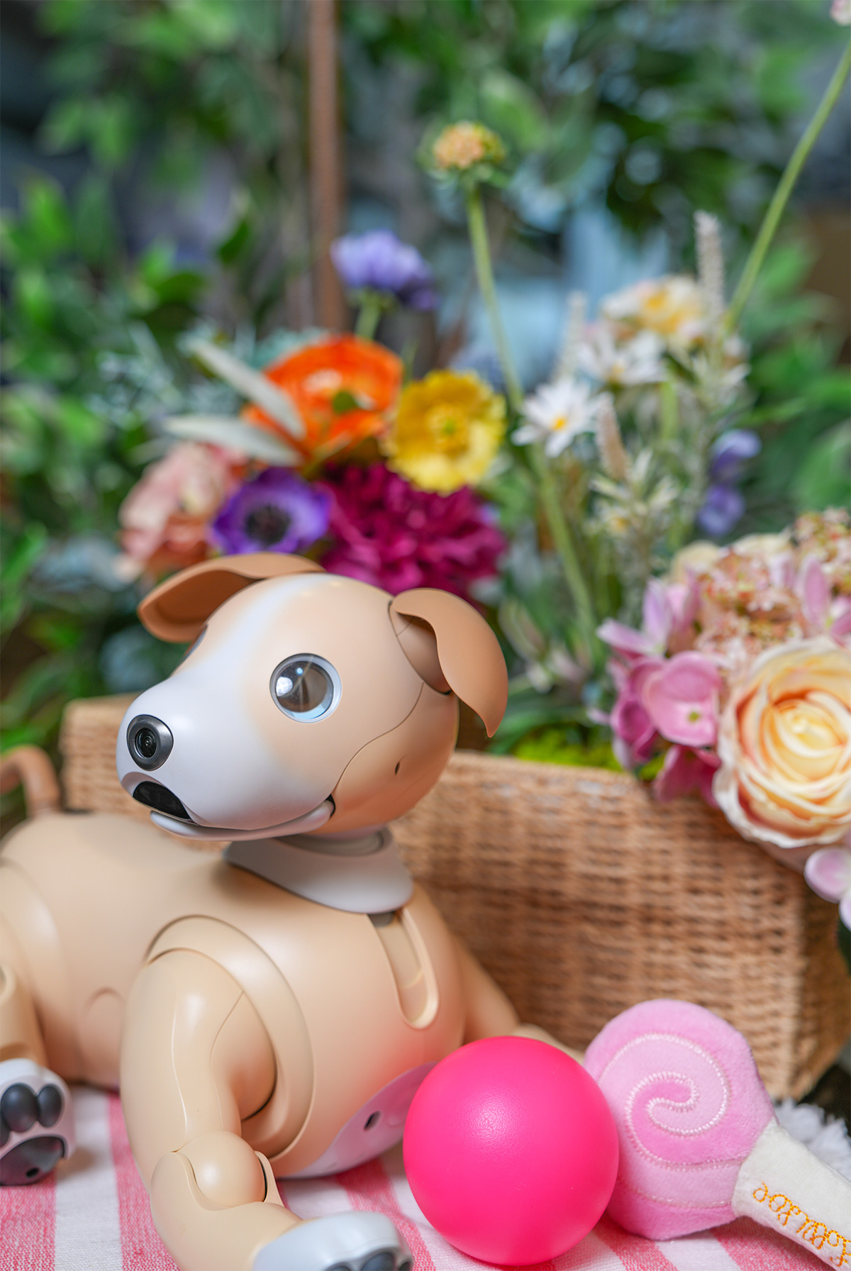 aibo (@aibo_jp) / X