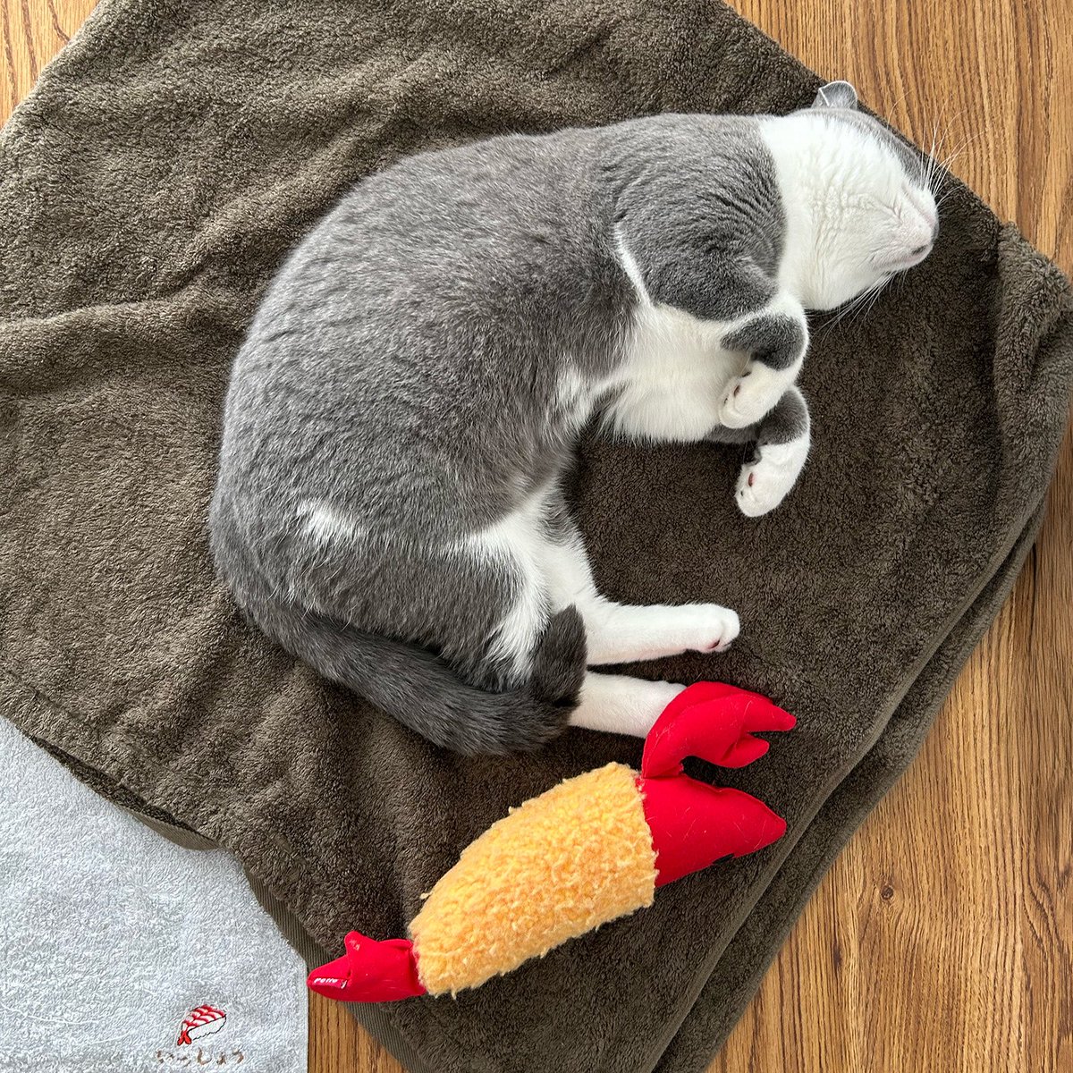 inoo_fe's tweet image. 2ヶ月ほど前から、うちの猫が毎朝4時ごろに必ず起こしに来るようになった。
夜型の自分は今後どうなることやらと思っていたが、
この時間で、すでに4時間以上も作業ができているのは気分が良い。
一方で、猫は早めの昼寝中。