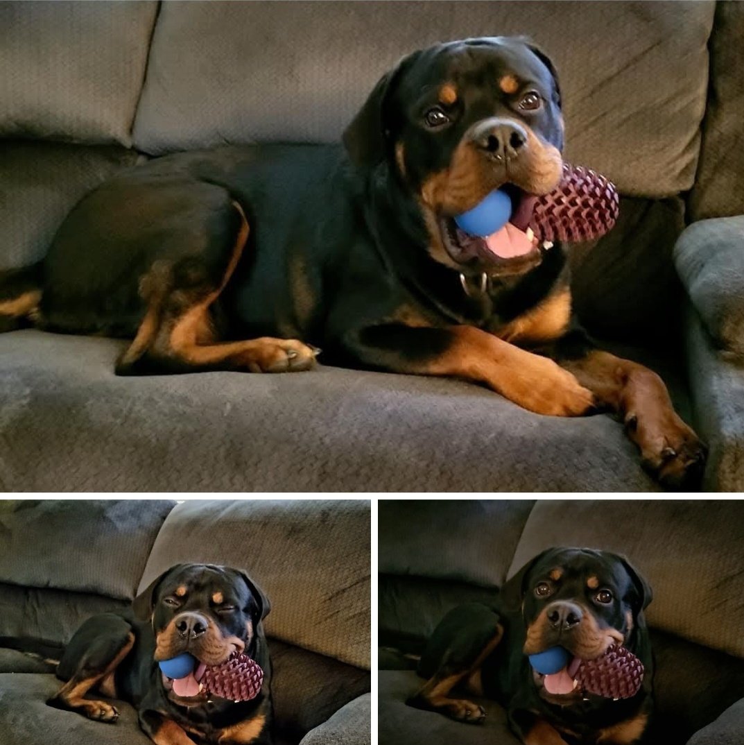 PfeifferDan's tweet photo. My pup with his big brain energy https://t.co/7BSlew6T3B