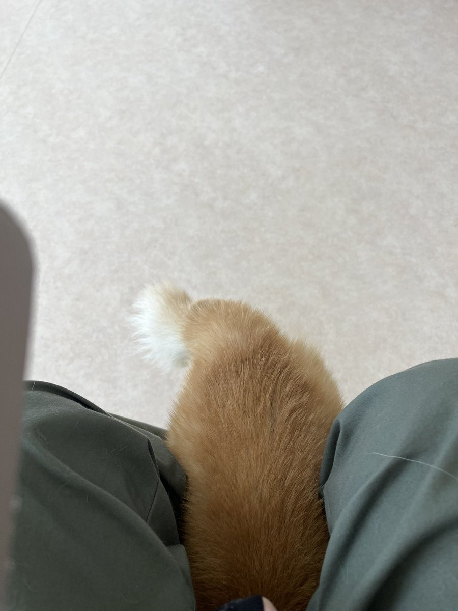 MN56490326's tweet photo. 狂犬病ワクチン打ってきました💉車に乗った時点で気づかれてしまい口元プルプル震えております🤣
待合室ではしっぽだだ下がり⤵️⤵️
帰宅して病院で頑張ったご褒美のおやつくれたのを差し出すが……いらないらしい😅
お疲れ様！ゆっくりお昼寝してくだされ https://t.co/uOu16x7G2a