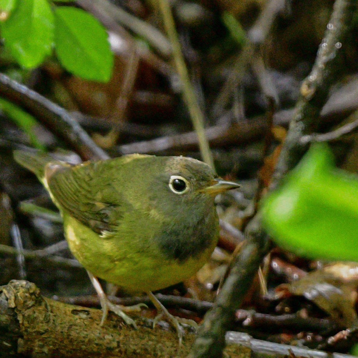 Had the best #WarblerWednesday ever! Got to see a Connecticut Warbler. The best part was sharing the experience with other birders from all over the world here for the #BiggestWeekinBirding. And now my heart is full. #BWIAB #Birds #BirdTwitter #TwitterBirds