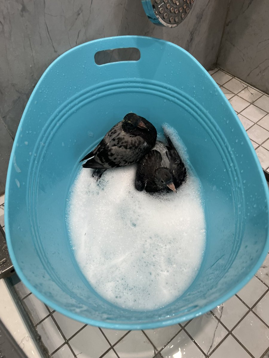 TiaMinnie2's tweet photo. I couldnt leave them outside and all the wildlife rescues are closed rn so im taking care of these babies till tomorrow which means BIRDY BATH TIME https://t.co/TzWPjwh3Tx