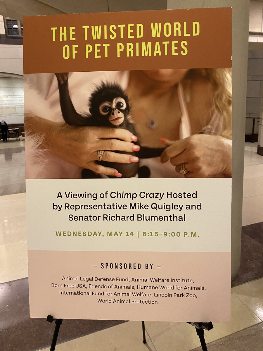iris4wildlife's tweet image. Primates getting some 💗 in the US Congress. Thank you @RepMikeQuigley @SenBlumenthal for leading the #CaptivePrimateSafetyAct. As the largest network of primate sanctuaries in Africa @pasaprimates enthusiastically endorses this common sense bill. #PrimatesAreNotPets