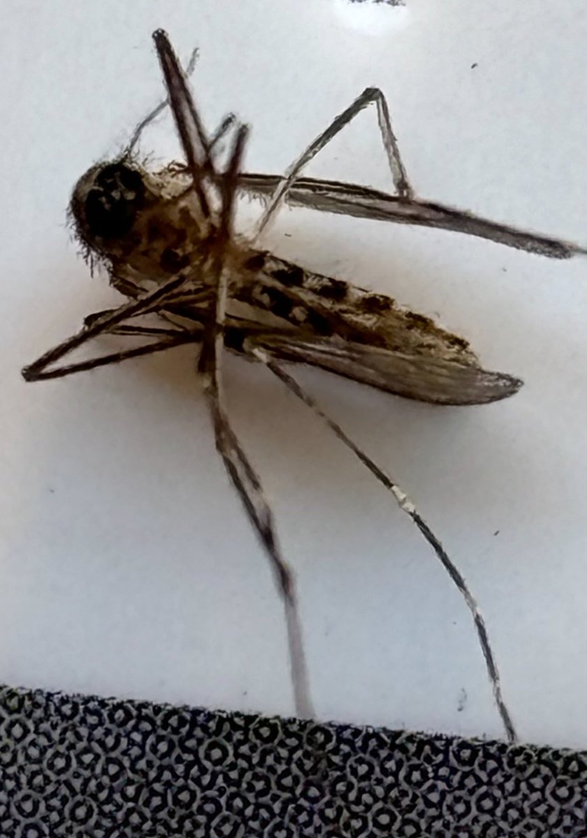 BortzGroup's tweet image. 🦟 Aedes aegypti, carrier of Zika, dengue, yellow fever and chikungunya viruses. Orange 🍊 County CA, 14 May 2025. #FeveredPlanet