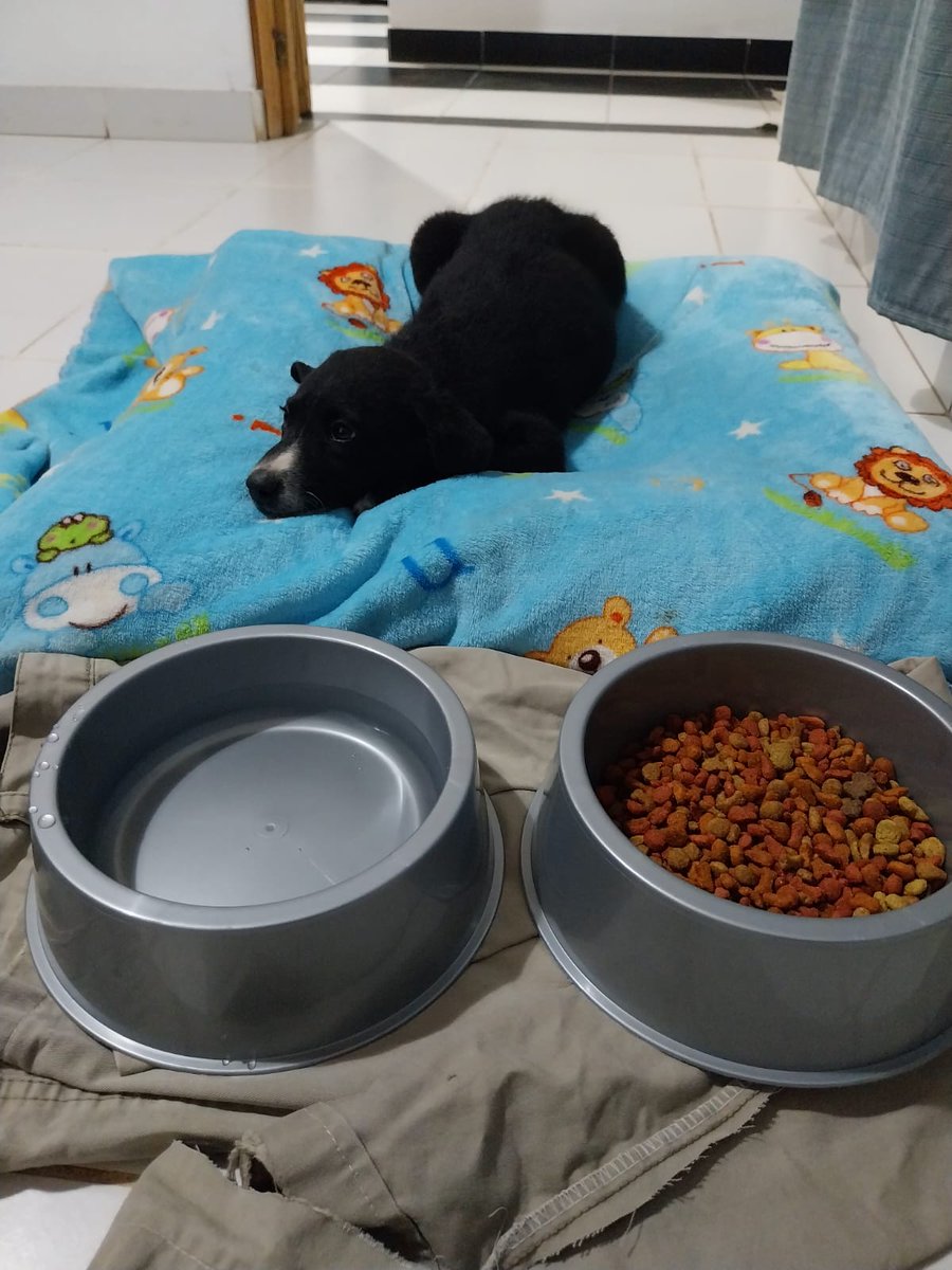 Nunca me gustaron las mascotas, pues hoy decidí adoptar una cachorrita. No la quería adentro, pues compré un dormilon para que pueda dormir cómoda (duerme en el piso arriba de un trapo viejo), la vigilo cada 15min a ver si está bien. 
En qué me convertí? 🙈, les presento a KALA