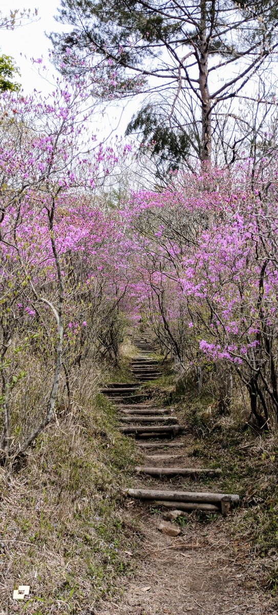 kayobird1's tweet photo. 花の季節の山の小路は、通る人皆を幸せにするね... https://t.co/WsmZoKFOdU