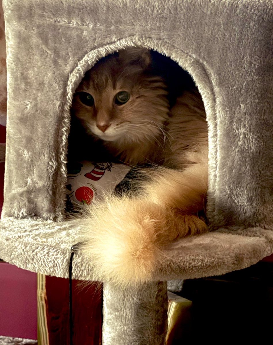 Lord Of The fLies…🪰Swatter tweet media