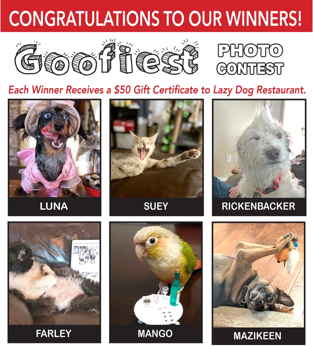 Las Vegas Pet Scene tweet media