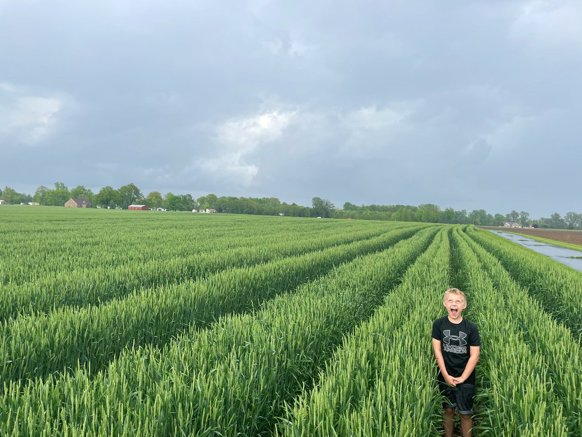 350k planting population in this field with ultra early <a href="/MerschmanSeeds/">Merschman Seeds</a> Millie 8 and interseeded beans.  Pretty decent height should make the June haircut a little less stressful