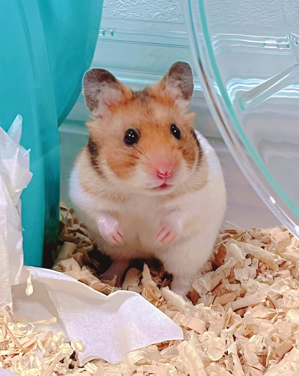 我が家のハムちゃん🐹